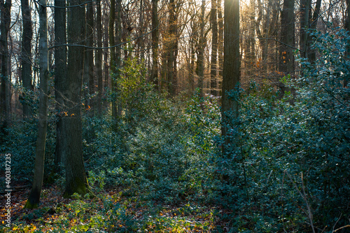 The morning sun makes the forest shine in winter