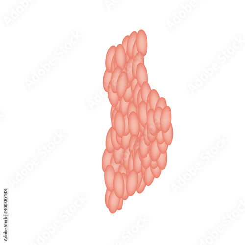 Parotid salivary gland. The structure of the parotid salivary gland. Vector illustration on isolated background photo