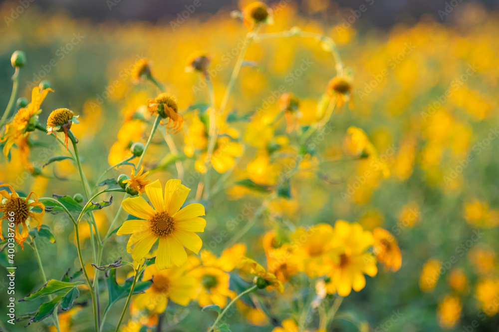 Obraz premium tithonia diversifolia (Mexican Sunflower)