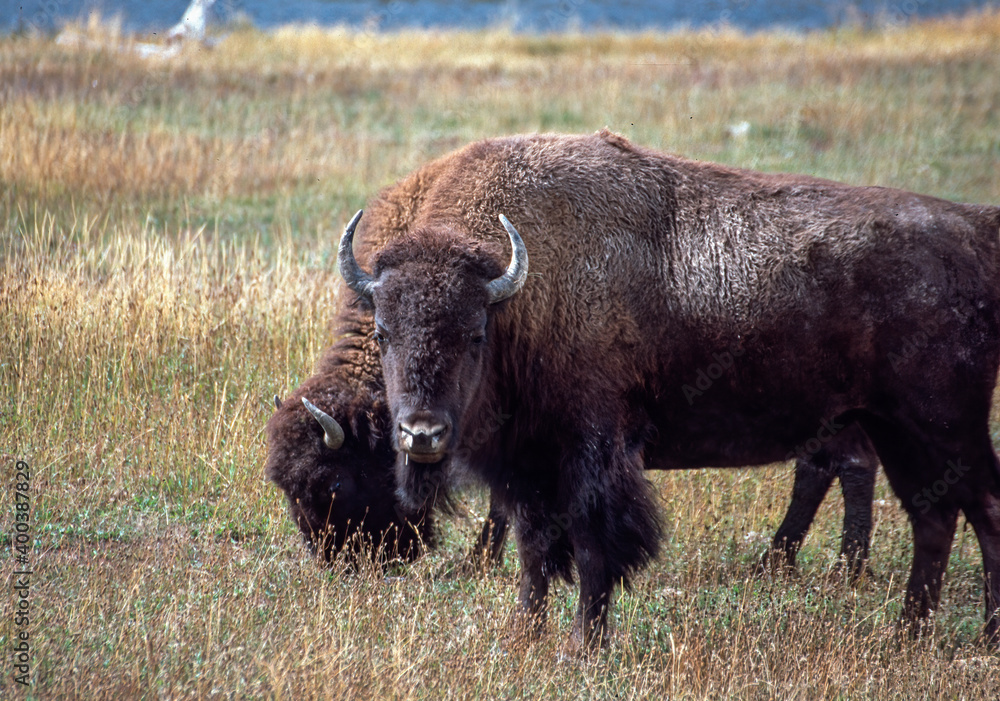 Bison grazing in meadow in Yellowstone National Park
