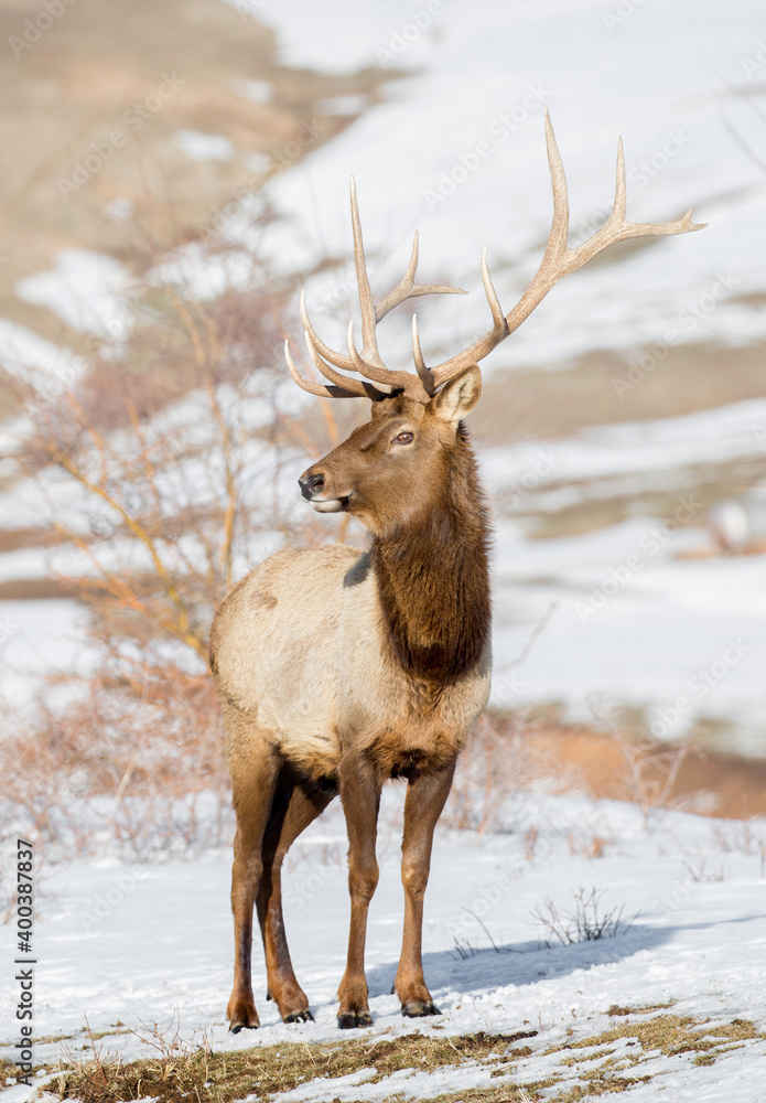 Deer in the snow against the sky and mountains. A herd of wild deer. Deer in the snow against the sky and mountains. A herd of wild deer.