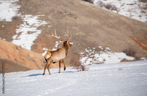 Wallpaper Mural Deer in the snow against the sky and mountains.  A herd of wild deer. Torontodigital.ca