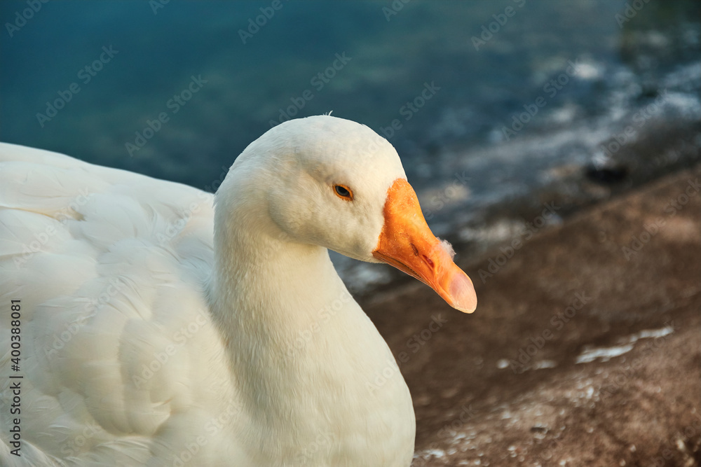 A white goose sitting near pond at Victoria Memorial garden, Kolkata. Illuminated in warm sunset lights. A white goose sitting near pond at Victoria Memorial garden, Kolkata. Illuminated in warm sunset lights.