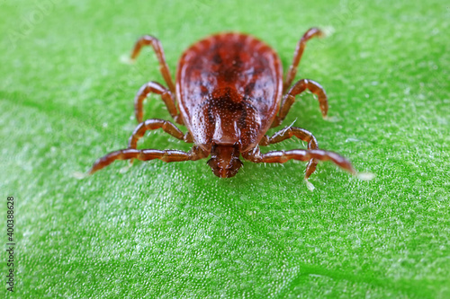 Ticks live on wild plants in the North China Plain © zhang yongxin