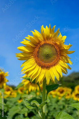 sunflowers blooming in the field of the blue sky. Close-up Beautiful landscape Yellow flower