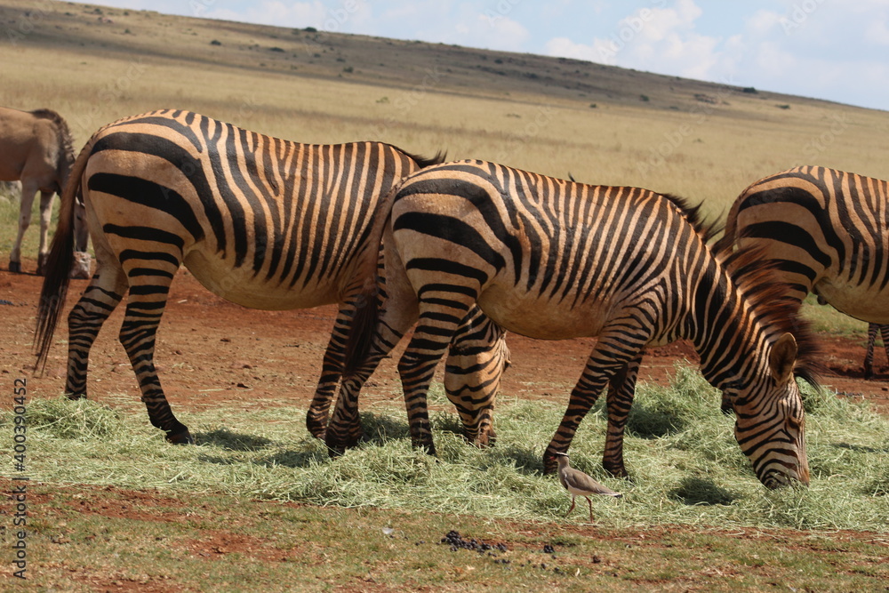Fototapeta premium Rhino and Lion Nature Reserve, Krugersdorp, South Africa.