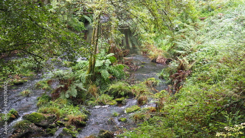 el río toxa entre la salvaje vegetacion del parque natural del mismo nombre, pontevedra, galicia, españa, europa © Nieves