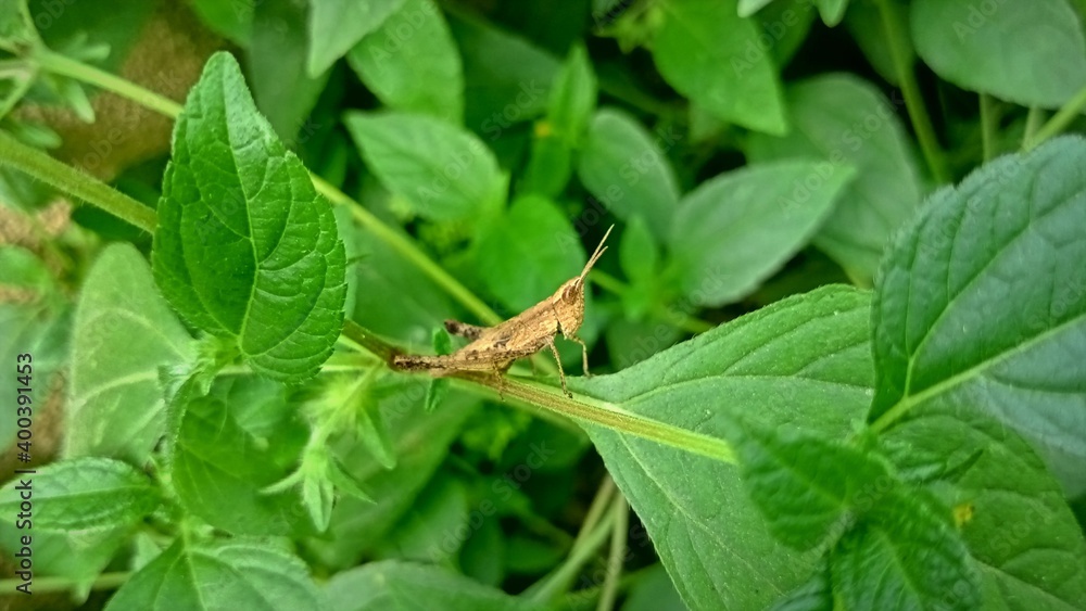 wood grasshopper is on a twig of wild green plants wood grasshopper is on a twig of wild green plants