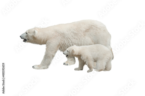 white mother bear with little bear cub isolated on white background