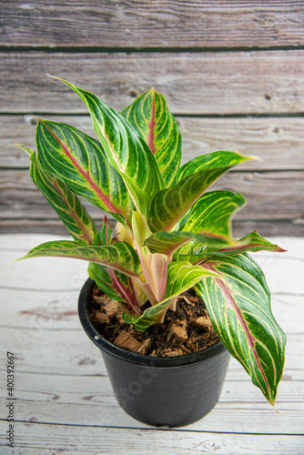 Wallpaper Mural Houseplants on wooden table Torontodigital.ca