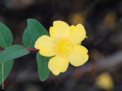 (Hypericum calycinum) Großkelchige oder Niedriges Johanniskraut, blume mit goldgelben Kronblätter. Blüte in detail photo