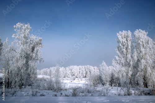 Winter landscape of a birch grove covered with snow, where half of the space is in shadow, and the other part of the space is illuminated by sunlight.