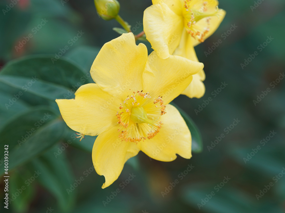 (Hypericum calycinum) Großkelchige Johanniskraut, Blumen mit leuchtend goldgelben Kronblätter, zahlreichen lange zarte Staubfäden, rötliche Staubbeutel (Hypericum calycinum) Großkelchige Johanniskraut, Blumen mit leuchtend goldgelben Kronblätter, zahlreichen lange zarte Staubfäden, rötliche Staubbeutel
