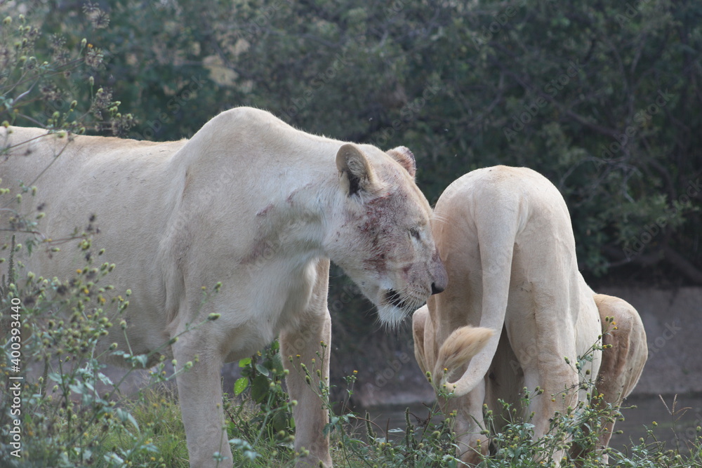 Rhino and Lion Nature Reserve, Krugersdorp, South Africa. Rhino and Lion Nature Reserve, Krugersdorp, South Africa.
