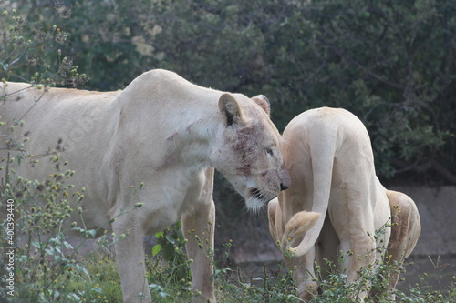 Rhino and Lion Nature Reserve  Krugersdorp  South Africa.