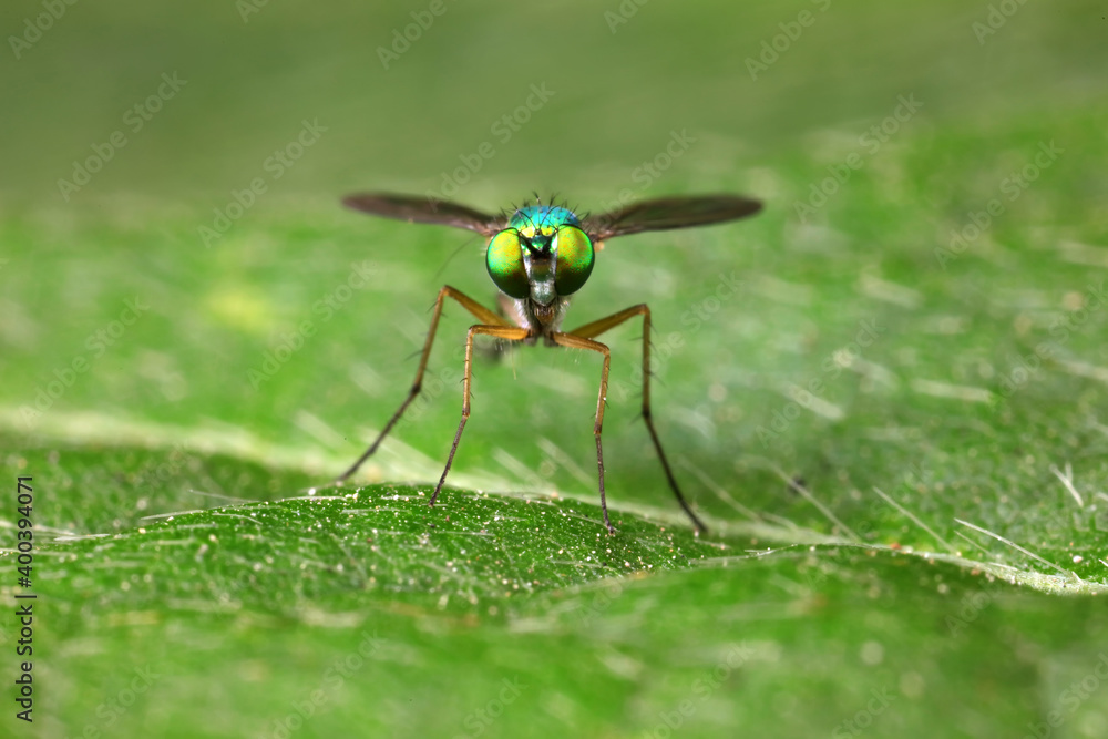 Naklejka premium A tabanid perches on a green leaf in North China