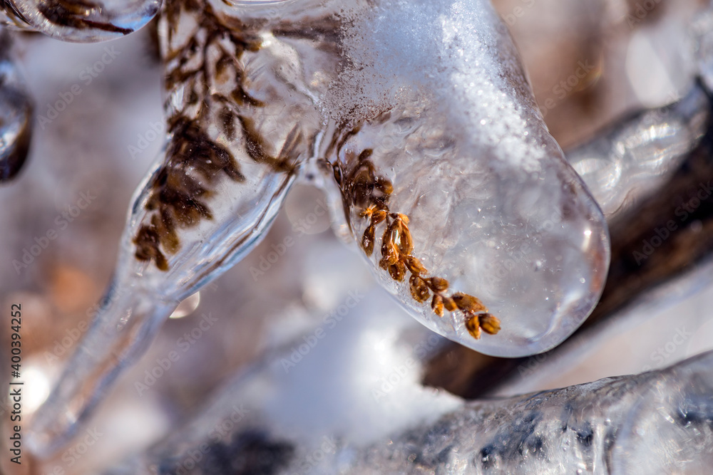 Ice rain series: light brown branch covered with ice close view