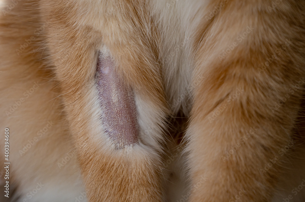 Domestic ginger cat with shaved front leg to enable fluid therapy at veterinary clinic Domestic ginger cat with shaved front leg to enable fluid therapy at veterinary clinic