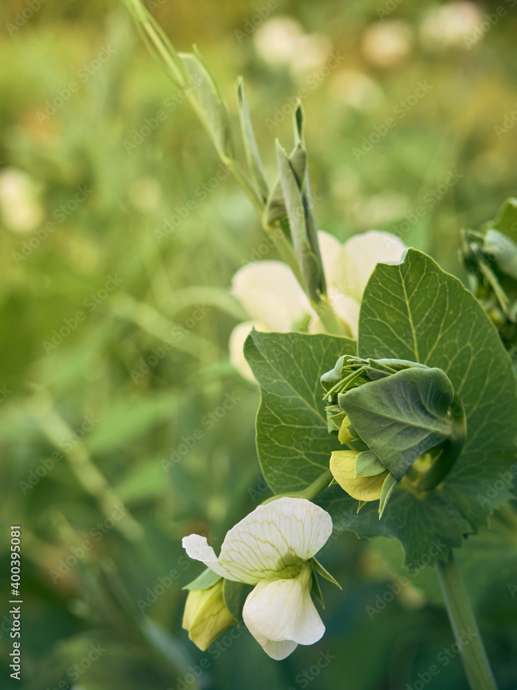 Obraz premium Agricultural field with flowering peas.