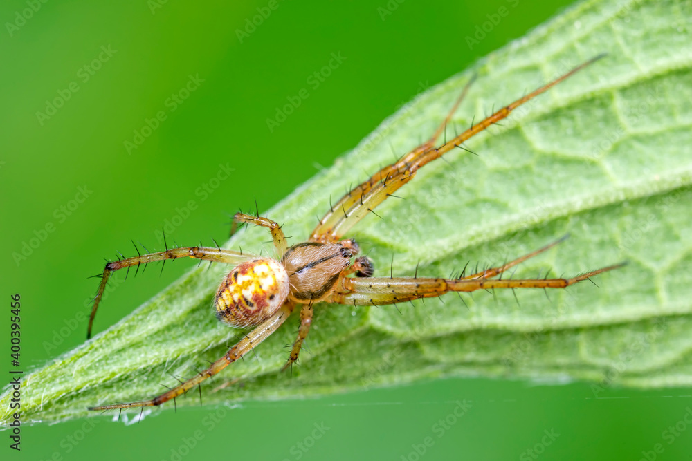 Spiders on wild plants, North China Spiders on wild plants, North China