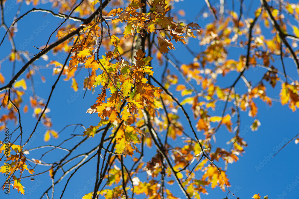 Fototapeta premium autumn color leaves under blue sky