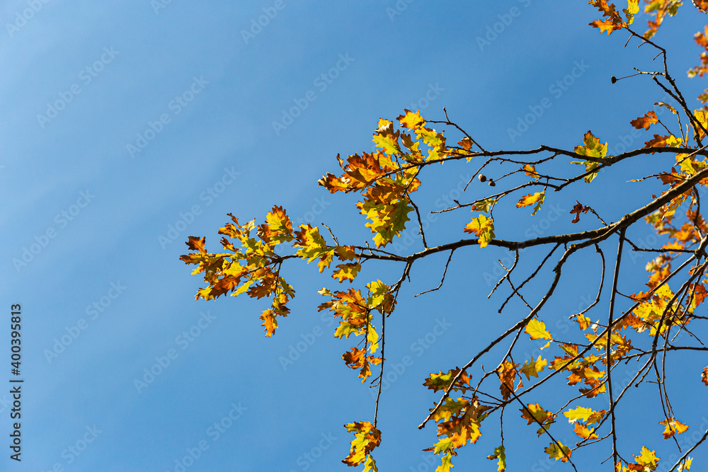 autumn color leaves under blue sky autumn color leaves under blue sky