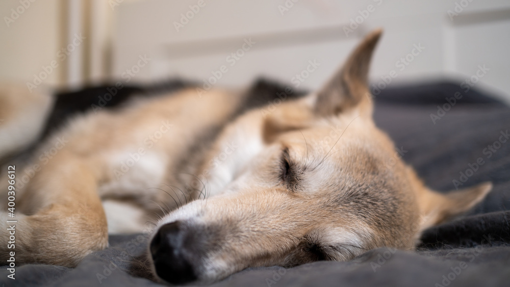 portrait of a beautiful dog sleeping on the bed