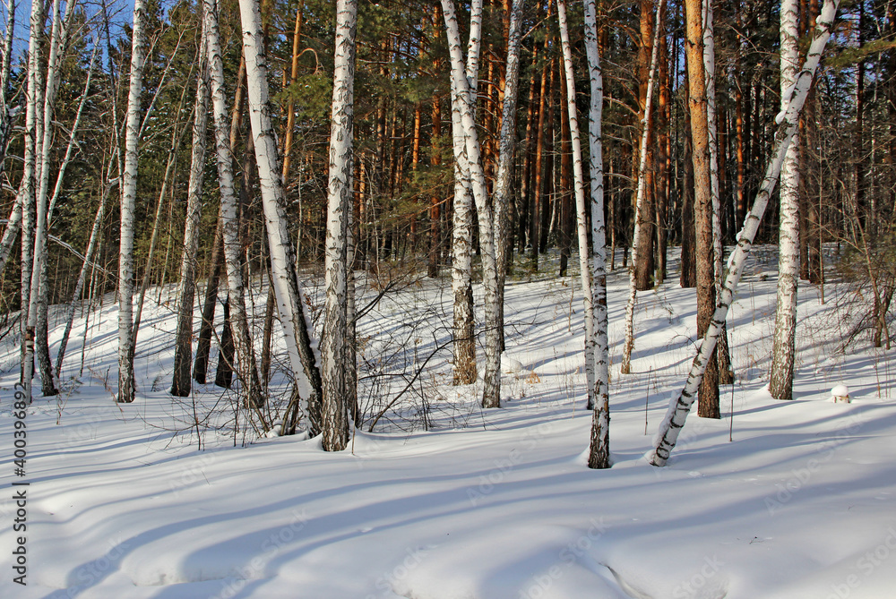 Naklejka premium The wild forest is sinking into twilight. Thickets of birch trees and pines, dry grass sticking out of snow drifts.