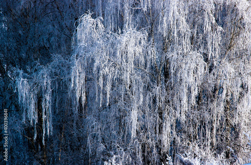 Close-up image of birch branches hanging down under the weight of hoarfrost.