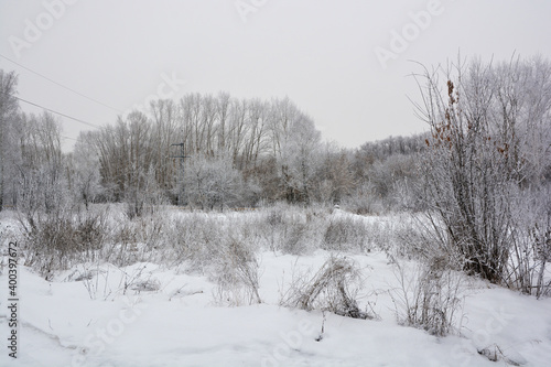 Winter garden in a snow-covered forest