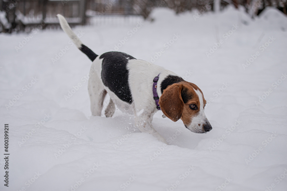 Cute little beagle dog playing outside in winter in quebec canade Cute little beagle dog playing outside in winter in quebec canade