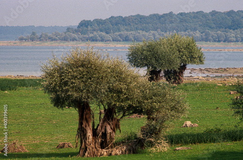 Saule cendré, Salix cinerea, lac du Der, Chantecoq, Haute Marne, 52 photo