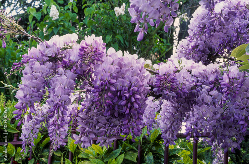 Glycine, Wisteria