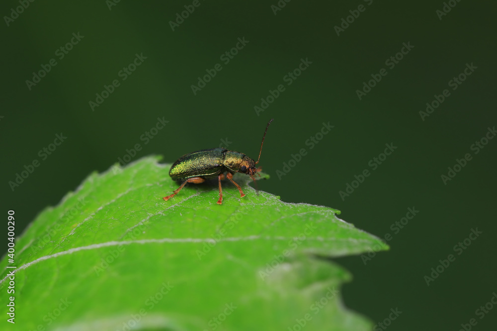 Leaf beetles inhabit wild plants in North China Leaf beetles inhabit wild plants in North China
