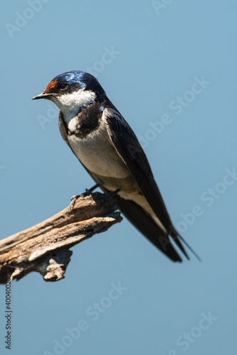 Hirondelle à gorge blanche,.Hirundo albigularis, White throated Swallow