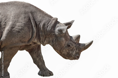 Black rhinoceros in profile cutout on white background