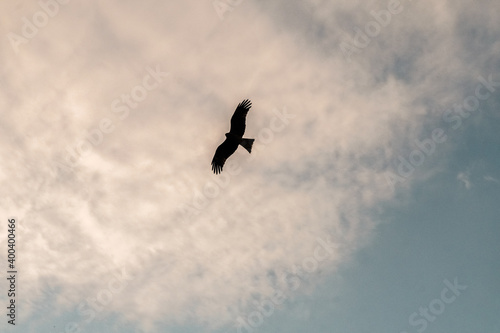 bird in flight