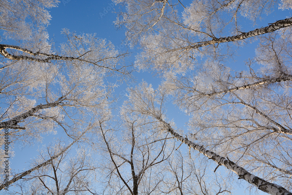 Obraz premium Snow-covered pine forest in winter 