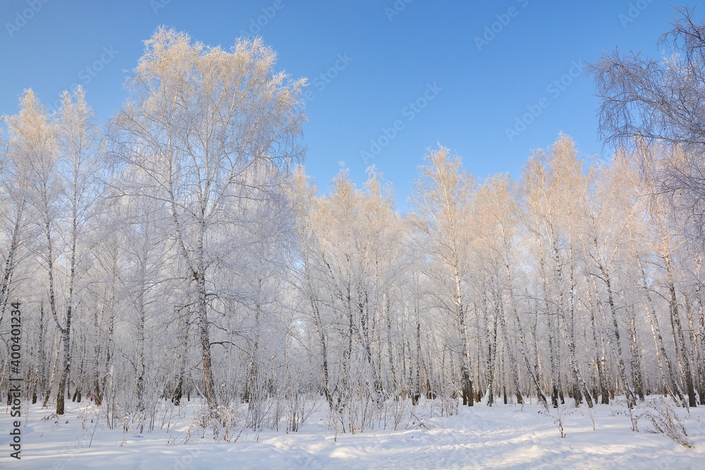 Snow-covered pine forest in winter Snow-covered pine forest in winter