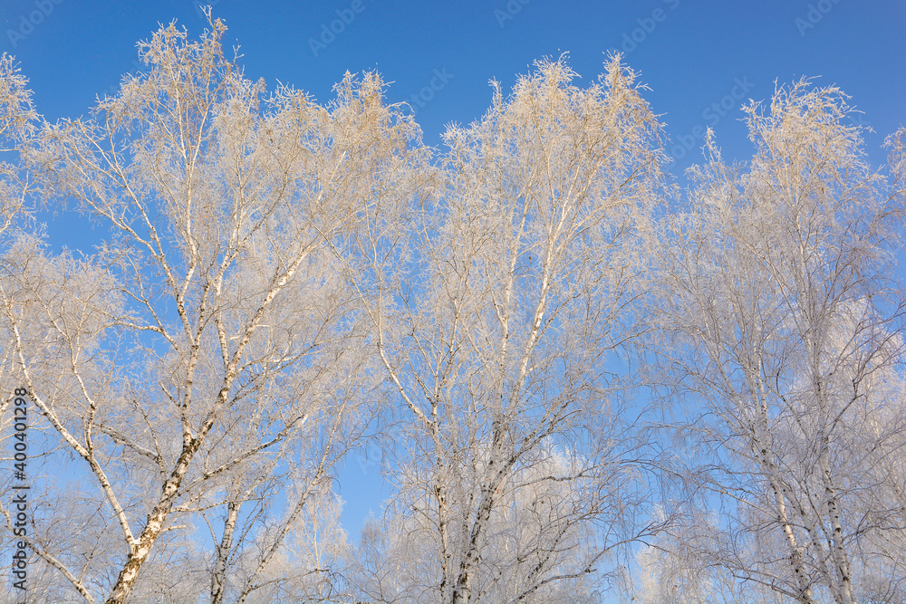 Snow-covered pine forest in winter Snow-covered pine forest in winter