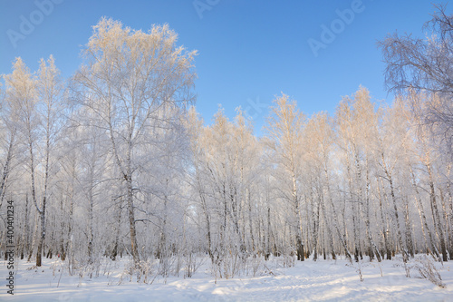 Snow-covered pine forest in winter 