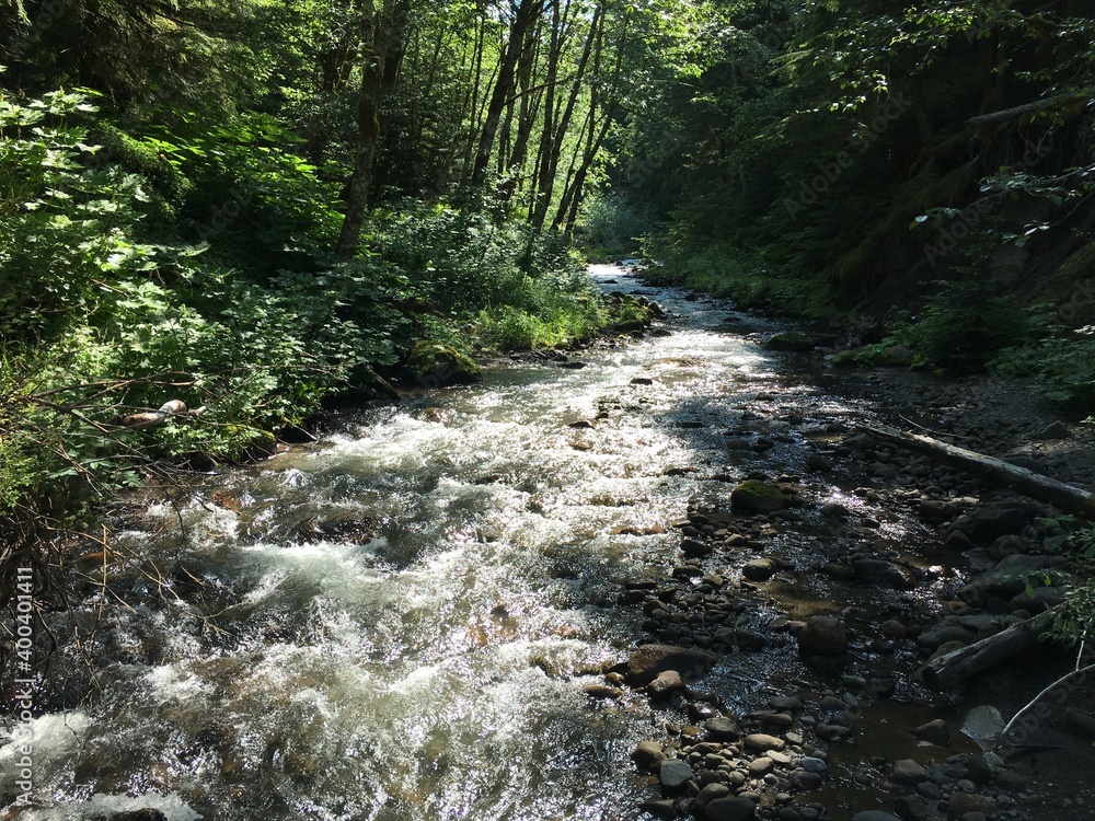 Sunshine reflected forest stream meditation backdrop perfect for outdoor, corporate, and adventure program or adventure product use. Sunshine reflected forest stream meditation backdrop perfect for outdoor, corporate, and adventure program or adventure product use.