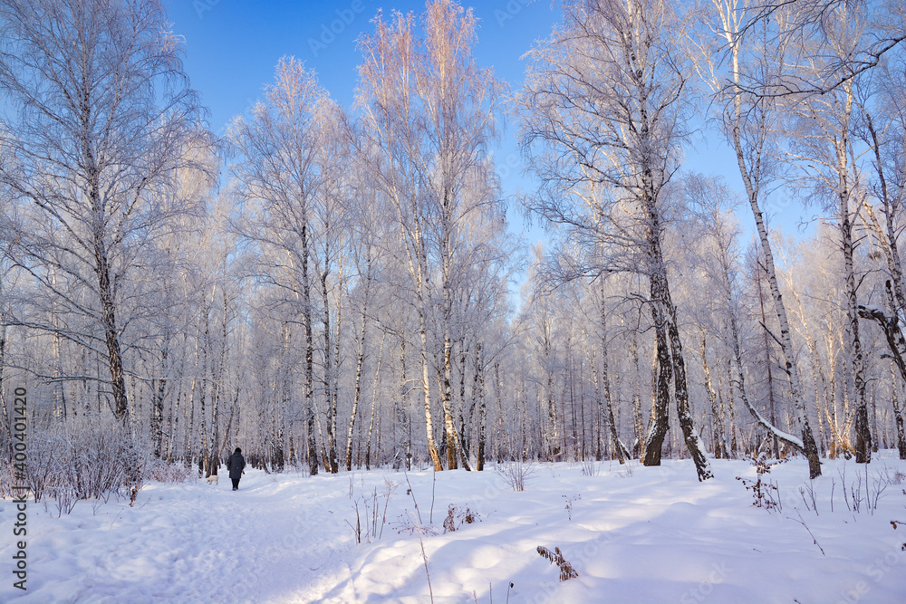 Snow-covered pine forest in winter Snow-covered pine forest in winter