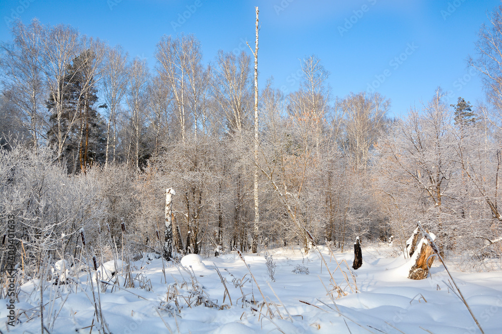Snow-covered pine forest in winter Snow-covered pine forest in winter