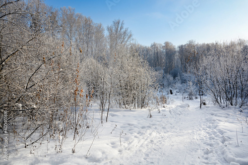 Snow-covered pine forest in winter 