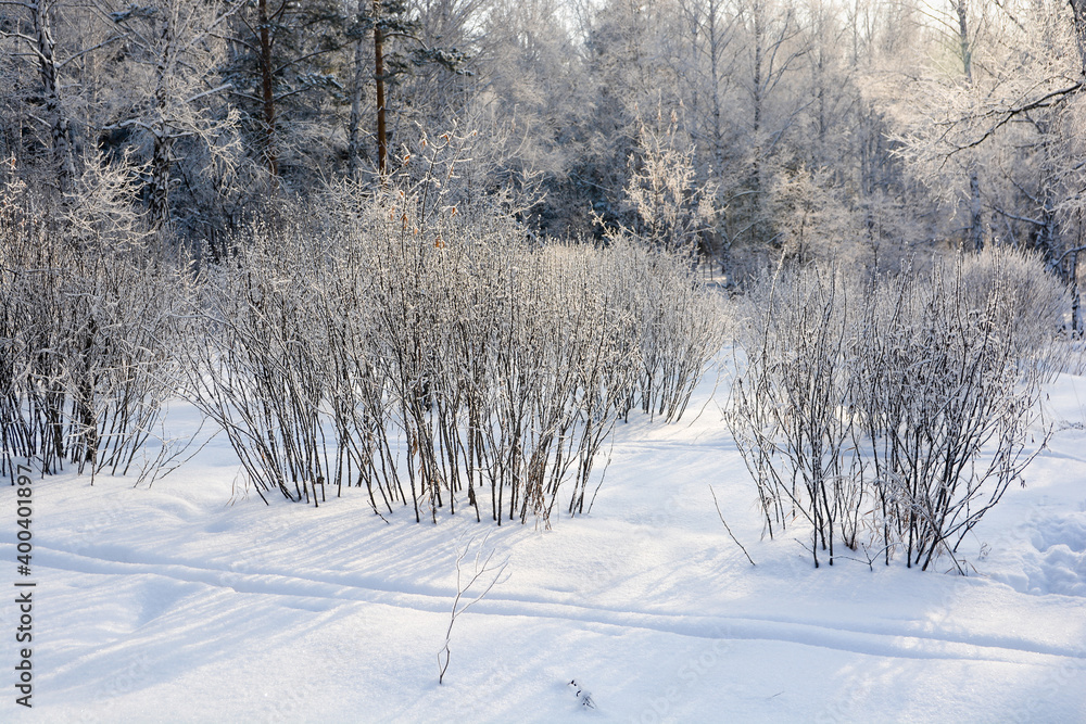 Snow-covered pine forest in winter Snow-covered pine forest in winter