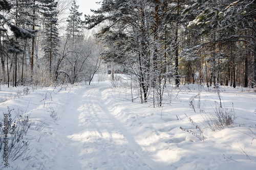 Snow-covered road in a pine forest