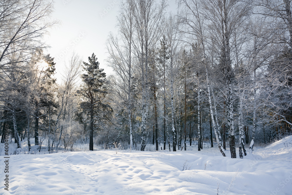 Snow-covered pine forest in winter 