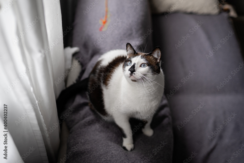 black and white cat with blue eyes sitting on a sofa looks up black and white cat with blue eyes sitting on a sofa looks up