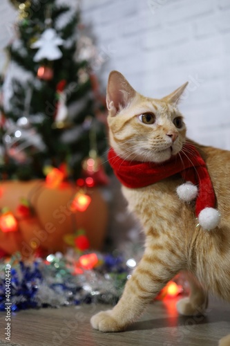 Orange shorthair kitten with red scarf for Christmas time